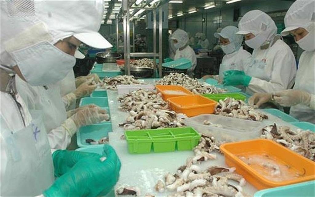 Squid and octopus exports a bright spot from Japanese market
